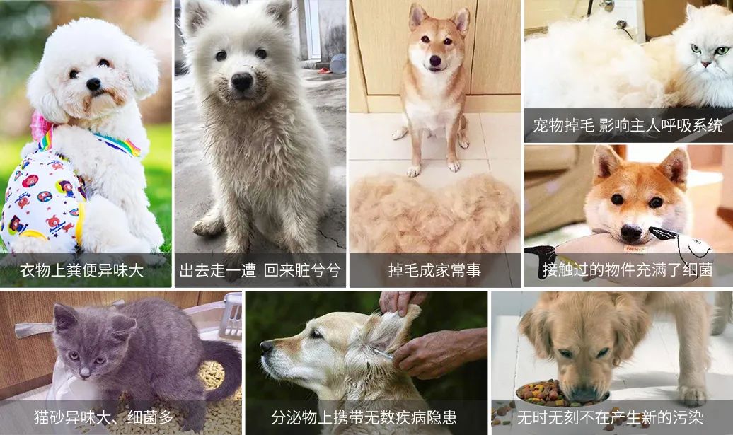 寵物氣味彌漫整個(gè)屋子，潔匠凈化教您如何除味.jpg